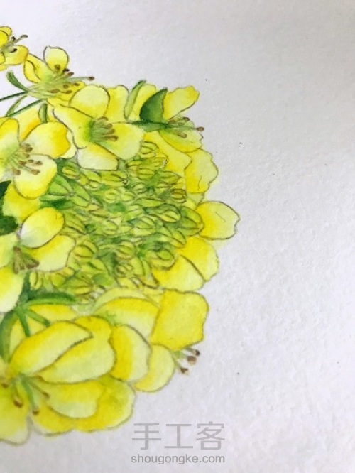 油菜花的水彩画法 第9步