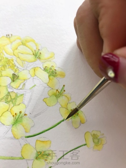 油菜花的水彩画法 第10步