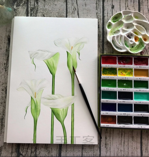 超详细水彩教程-马蹄莲 第1步