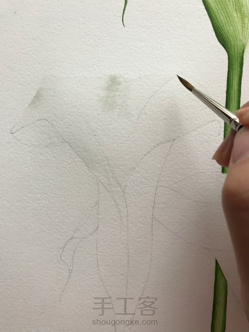 超详细水彩教程-马蹄莲 第3步