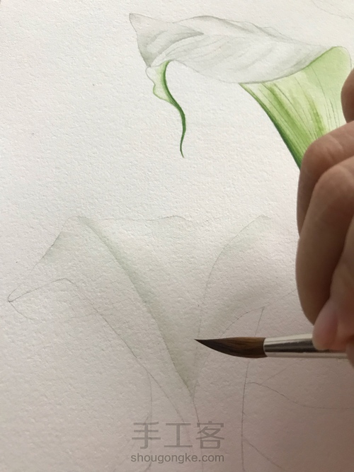 超详细水彩教程-马蹄莲 第5步