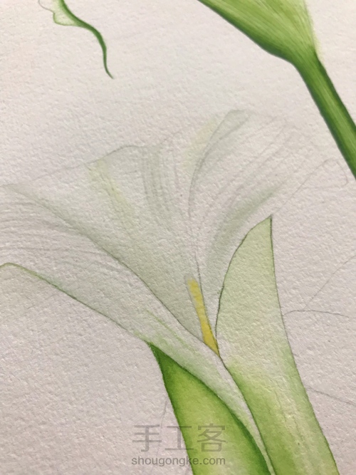 超详细水彩教程-马蹄莲 第6步