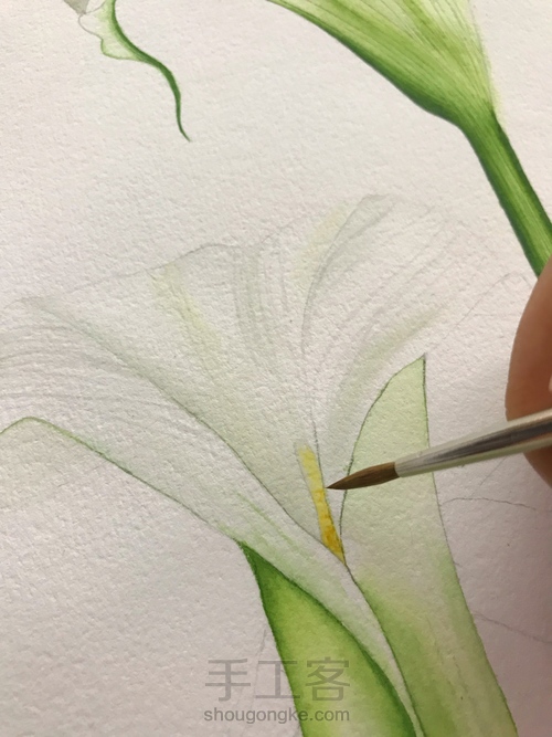 超详细水彩教程-马蹄莲 第7步