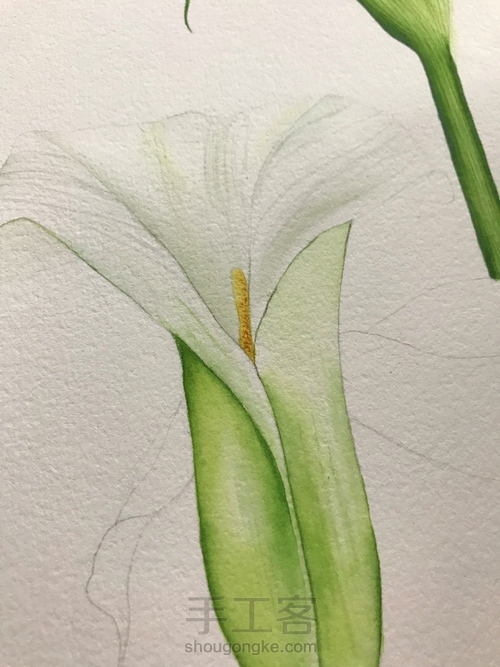 超详细水彩教程-马蹄莲 第8步