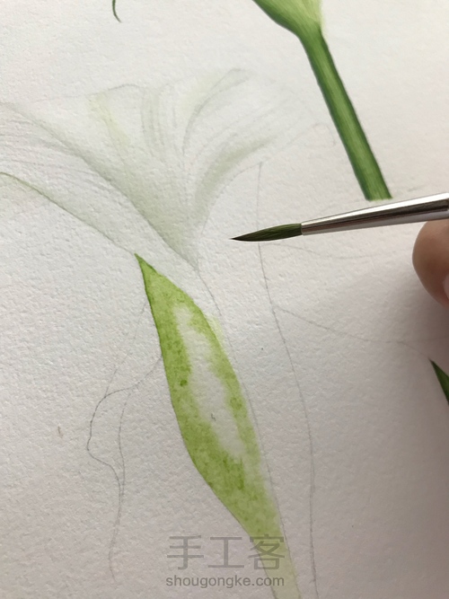 超详细水彩教程-马蹄莲 第9步