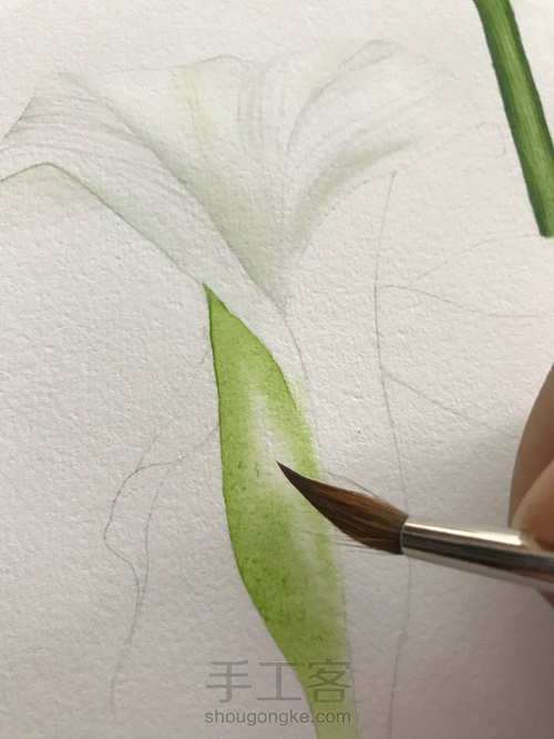 超详细水彩教程-马蹄莲 第10步