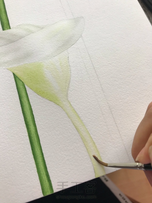 超详细水彩教程-马蹄莲 第11步