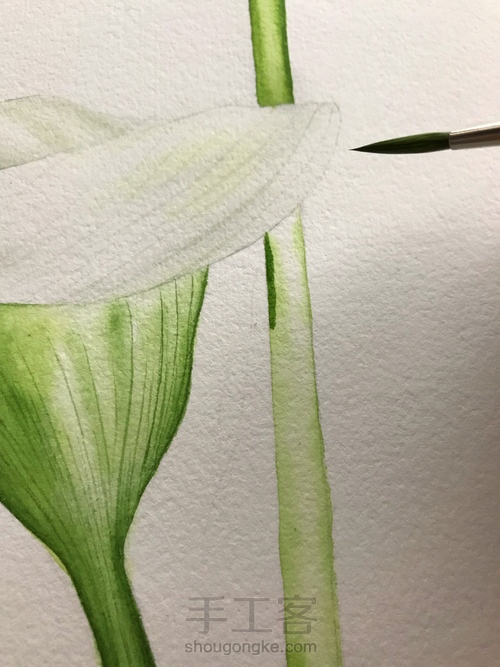 超详细水彩教程-马蹄莲 第12步