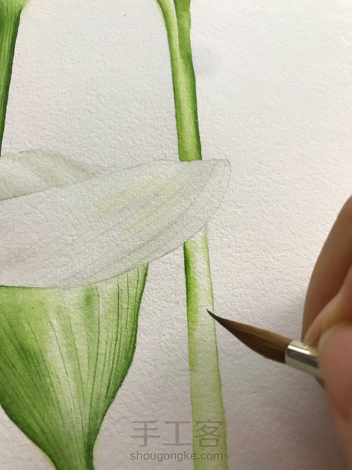 超详细水彩教程-马蹄莲 第13步