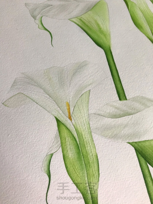 超详细水彩教程-马蹄莲 第14步