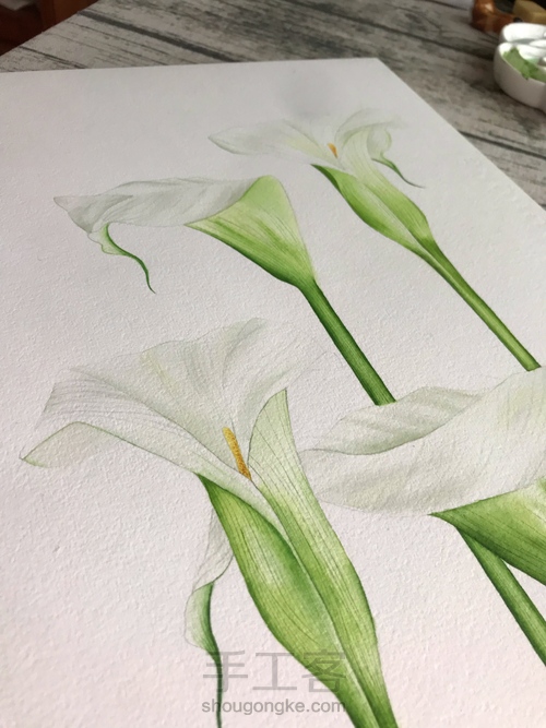 超详细水彩教程-马蹄莲 第15步
