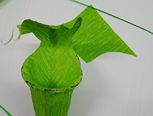 制作猪笼草