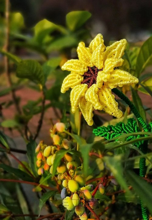 向阳花 第1步