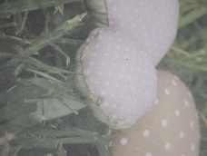 森林里的小精灵——蘑菇