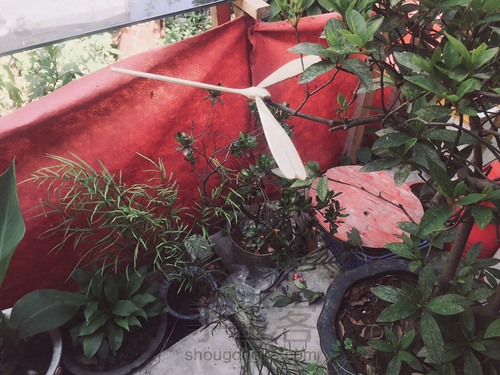 竹蜻蜓 蜻蜓点水平衡竹蜻蜓 DIY木艺 第22步