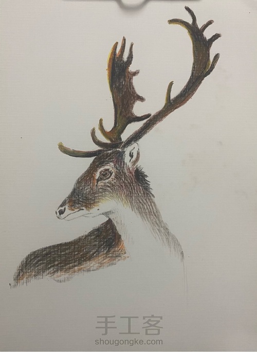 【油画棒】——《麋鹿》 第5步