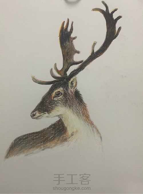 【油画棒】——《麋鹿》 第6步