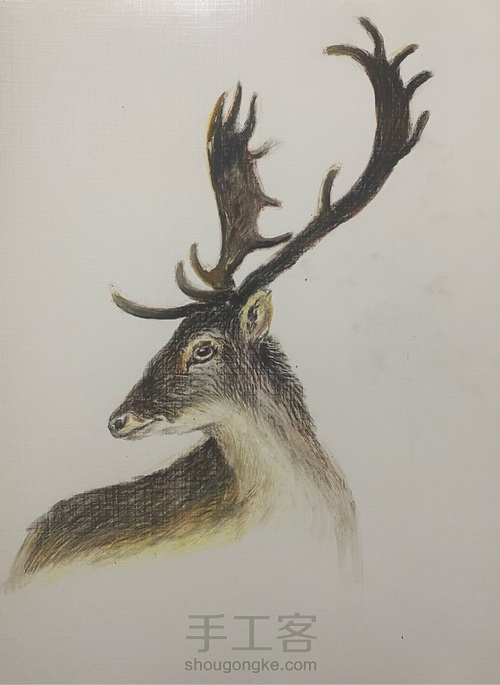 【油画棒】——《麋鹿》 第7步