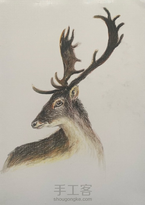 【油画棒】——《麋鹿》 第8步