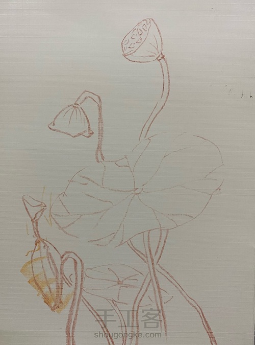 【色粉画】——《莲蓬》 第1步
