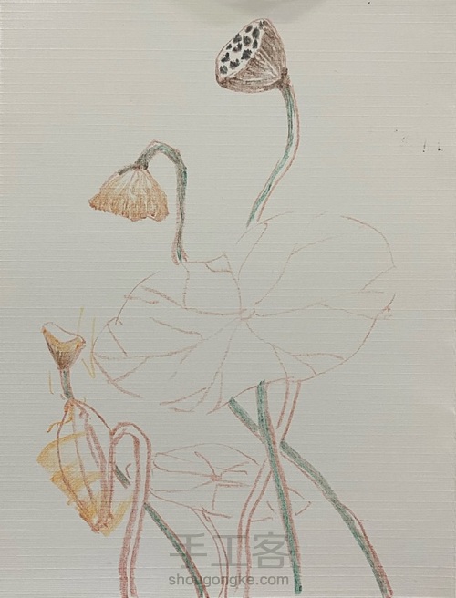 【色粉画】——《莲蓬》 第2步