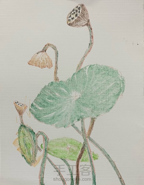 【色粉画】——《莲蓬》 第3步