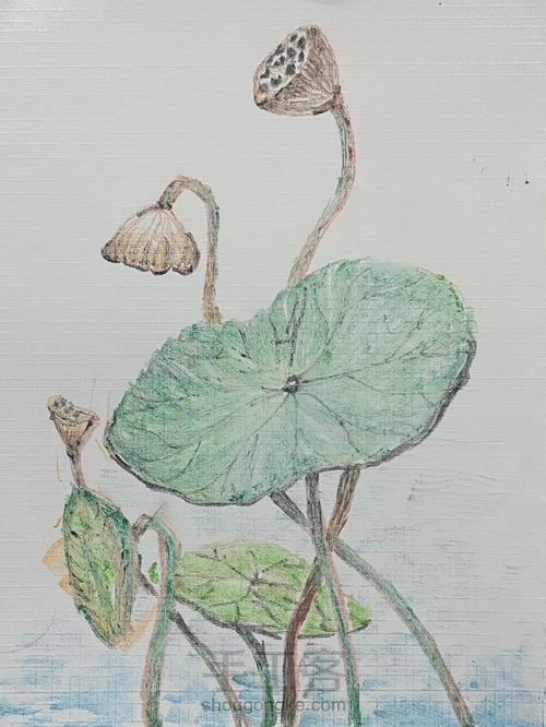 【色粉画】——《莲蓬》 第4步