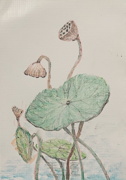 【色粉画】——《莲蓬》 第5步