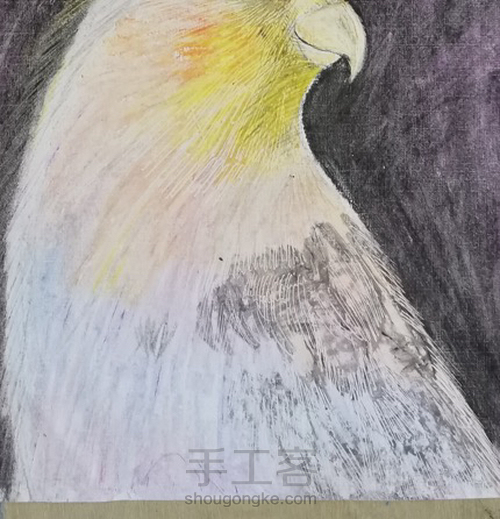 【油画棒】——《鹦鹉》 第4步