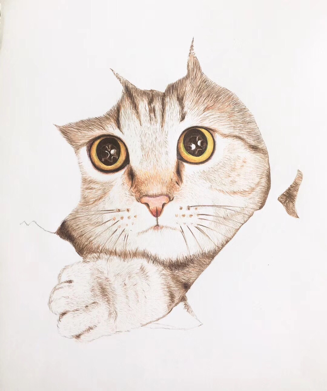 六步完成一幅彩色圆珠笔画
猫儿的眼睛是关键哦！