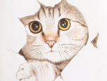 六步完成一幅彩色圆珠笔画
猫儿的眼睛是关键哦！