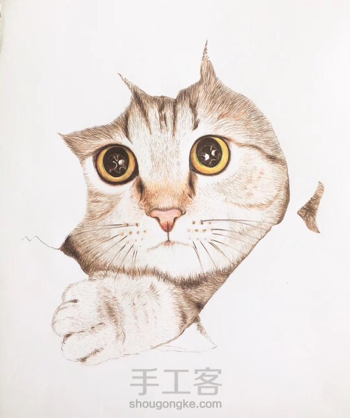 有灵气猫猫的圆珠笔画法1 第2步