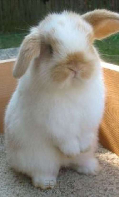 兔子羊毛毡 第1步