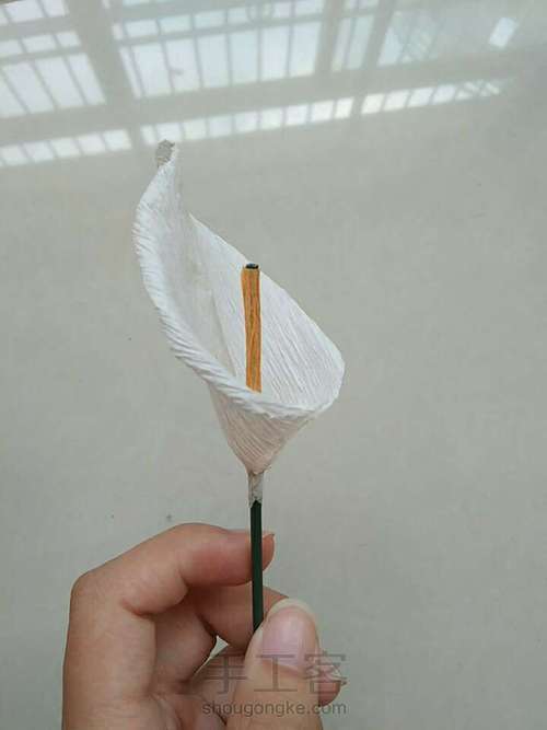 马蹄莲教程 第4步