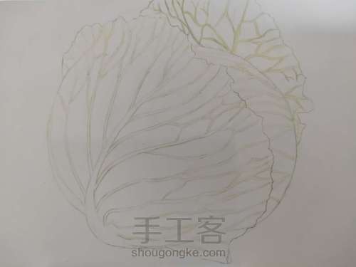 茴子白彩铅画 第2步