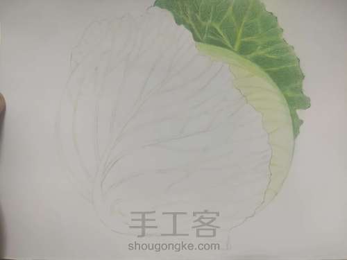 茴子白彩铅画 第3步