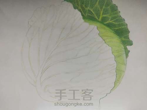 茴子白彩铅画 第4步