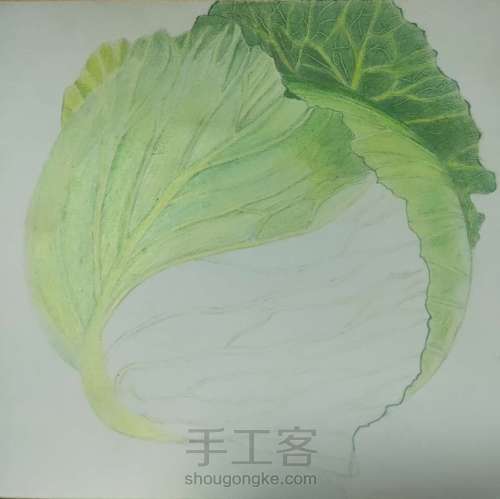 茴子白彩铅画 第5步