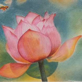 荷花彩铅画