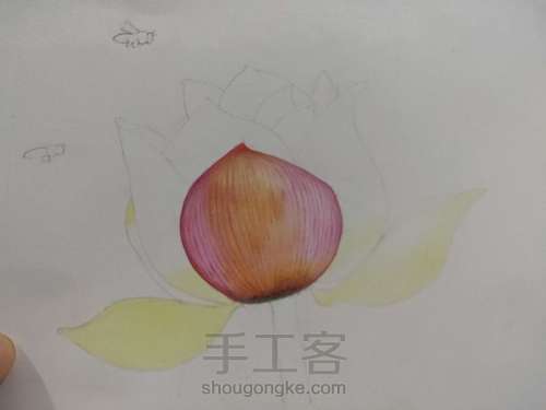 荷花彩铅画 第1步