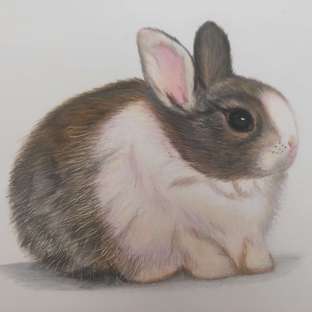 彩铅分享【小兔】