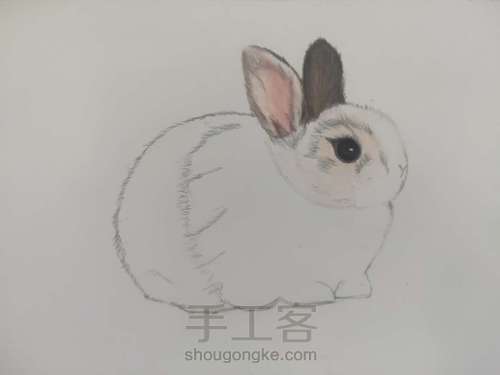 彩铅分享【小兔】 第2步