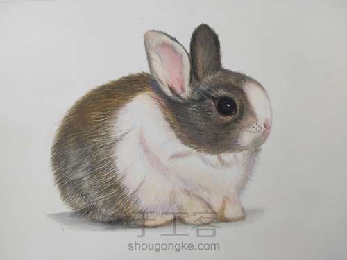 彩铅分享【小兔】 第4步