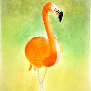 彩铅画【火烈鸟】