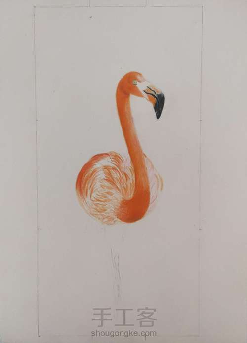 彩铅画【火烈鸟】 第2步