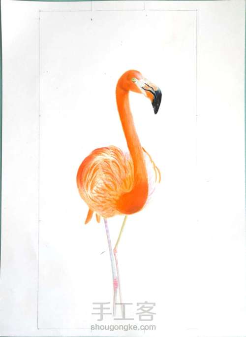 彩铅画【火烈鸟】 第3步