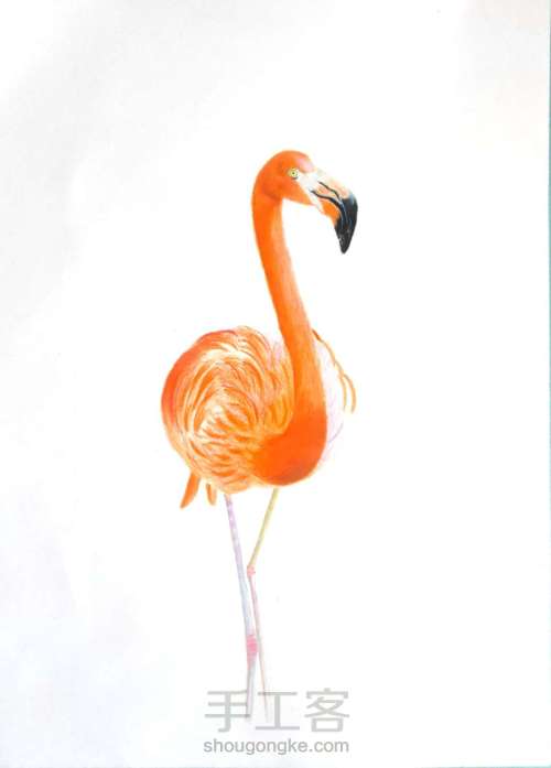 彩铅画【火烈鸟】 第4步
