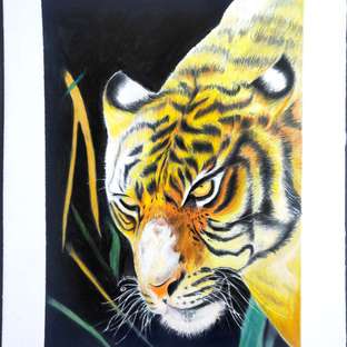 彩铅画【大老虎】