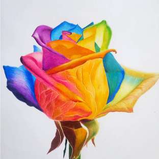 彩铅【五彩花】