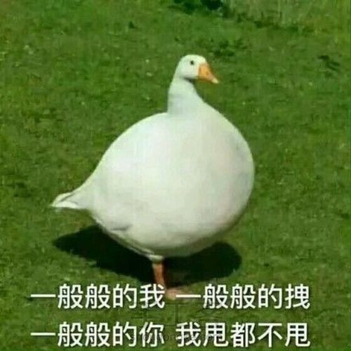 拽拽的大白鹅 第14步